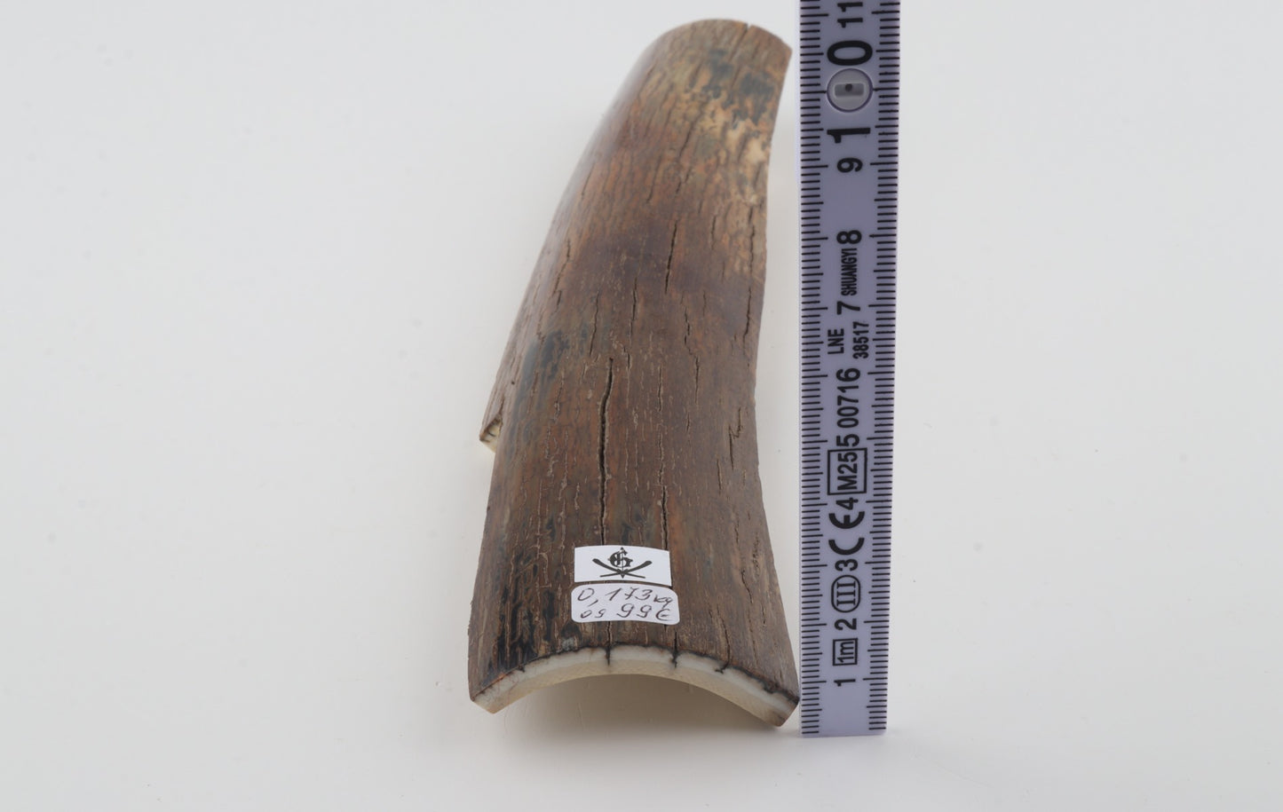 Brown mammoth bark