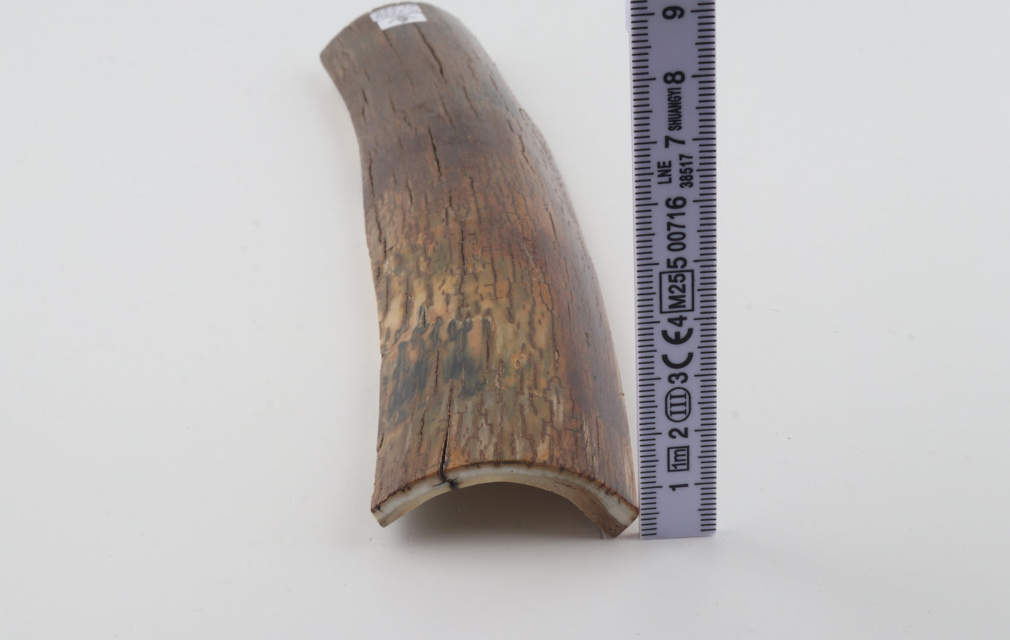 Brown mammoth bark