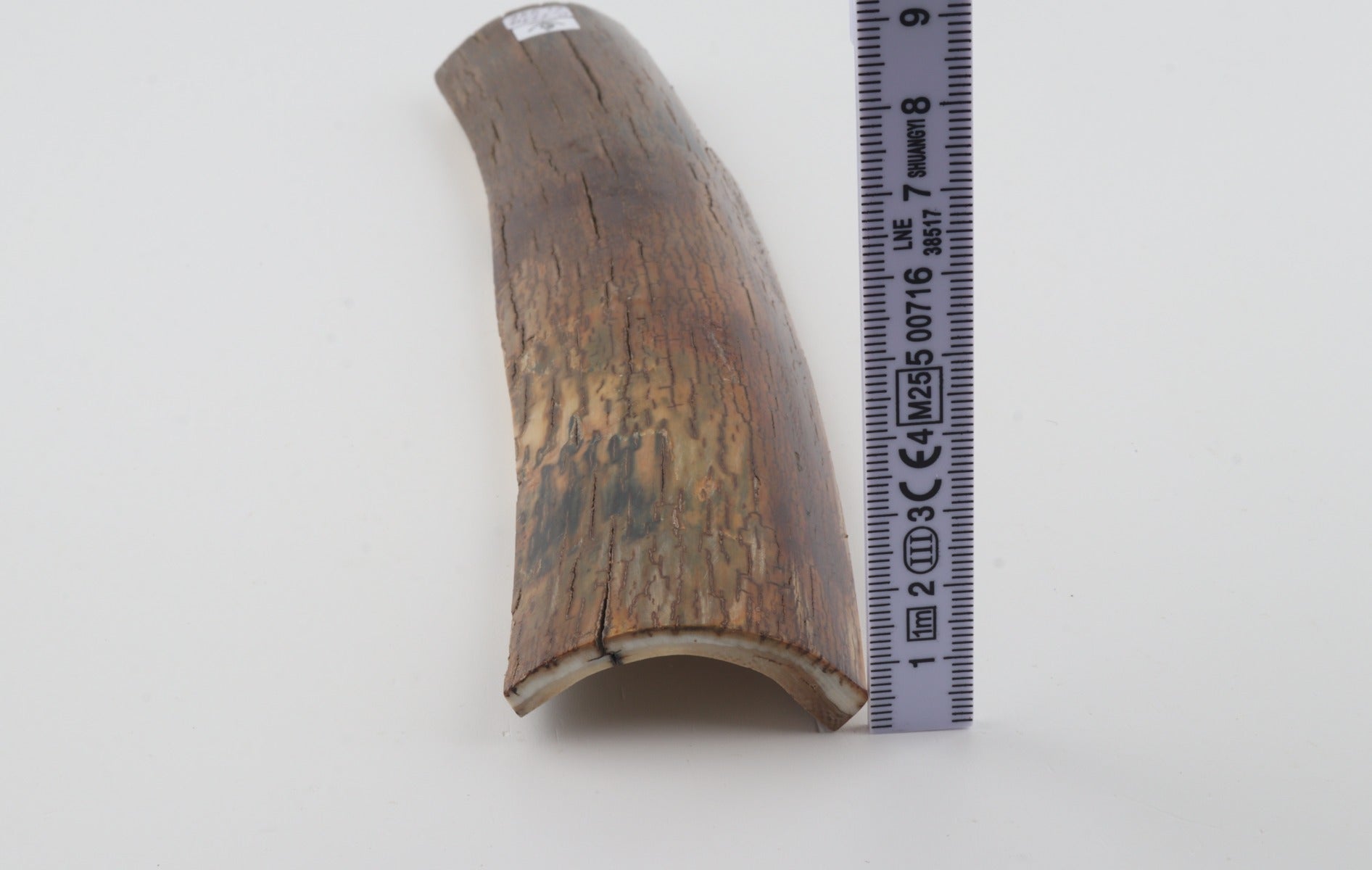 Brown mammoth bark
