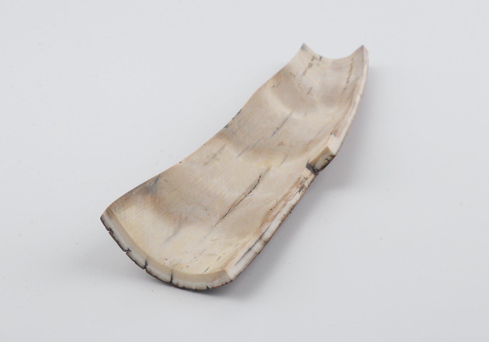 Brown mammoth bark