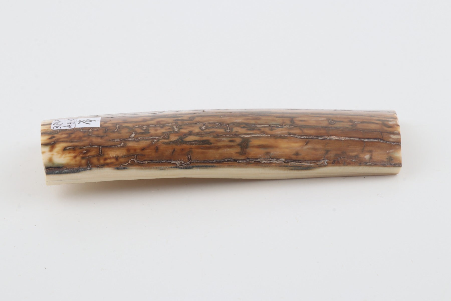 Mustard mammoth bark