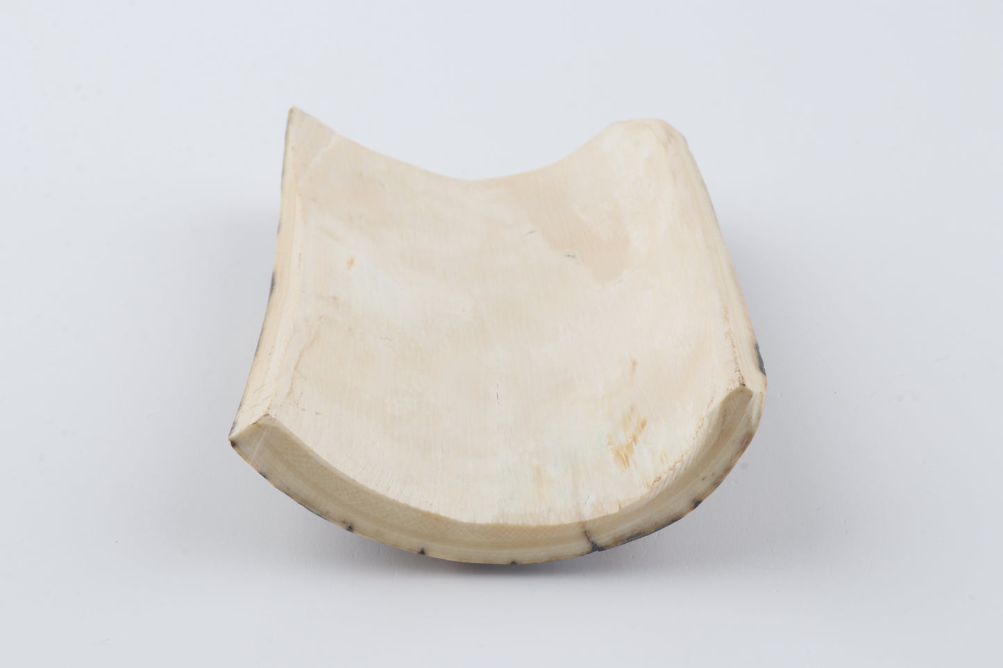 Brown-blue mammoth bark