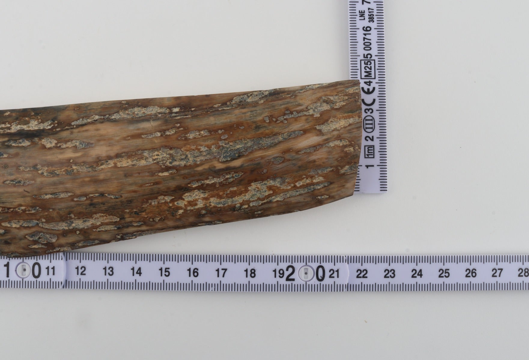 Beige mammoth bark