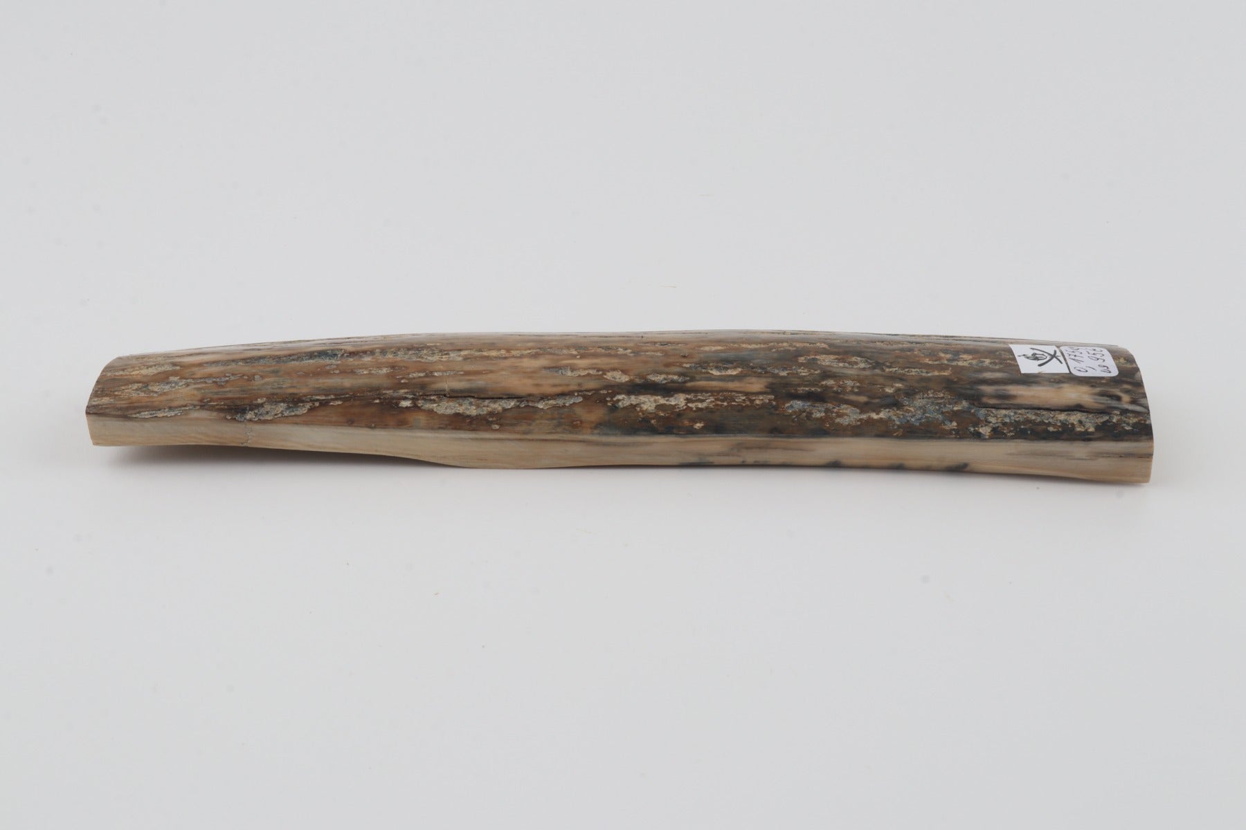 Beige mammoth bark