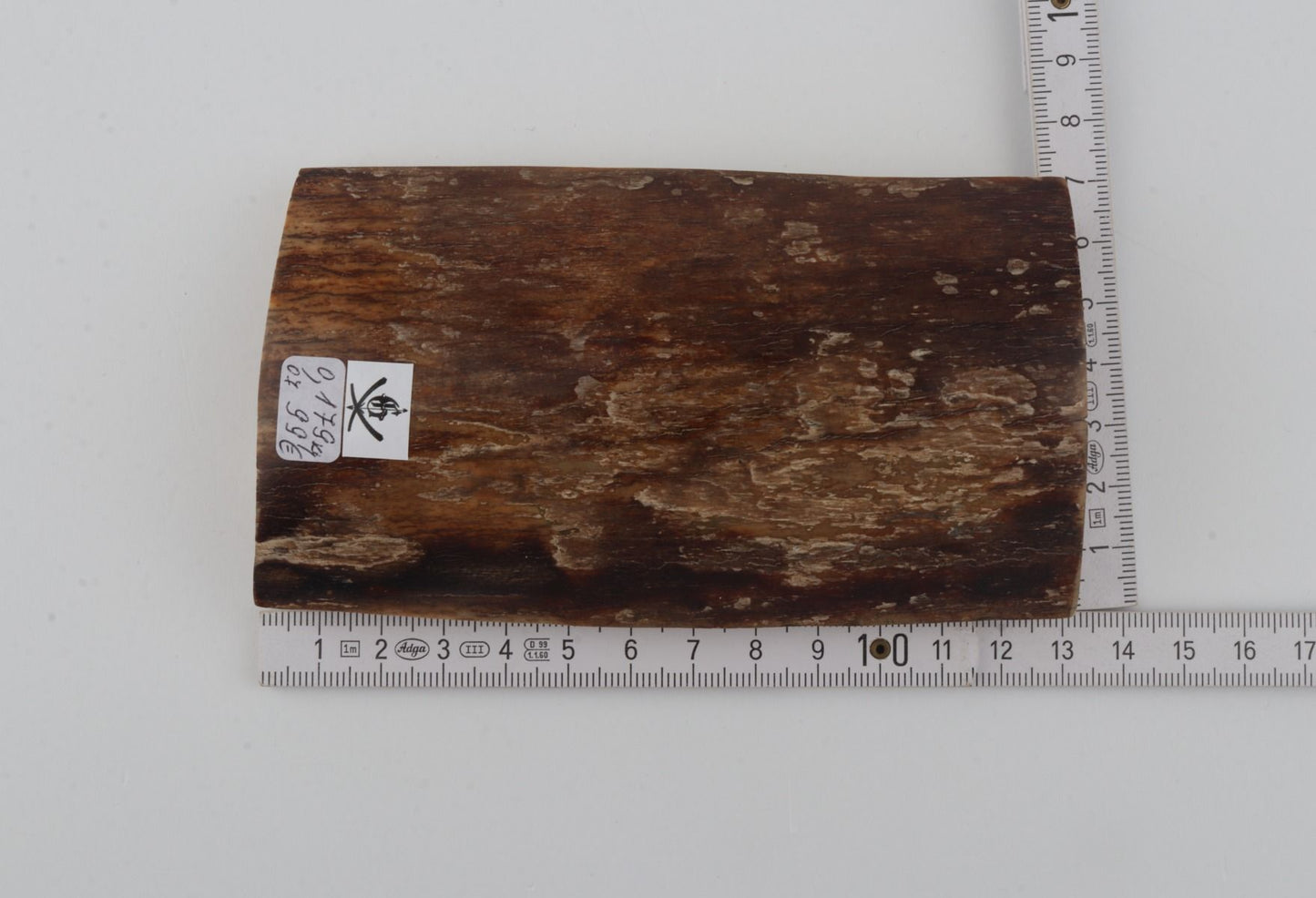 Brown mammoth bark