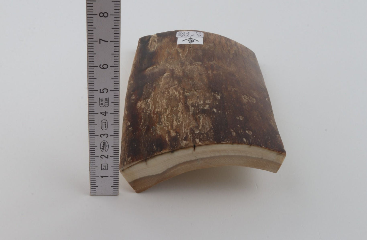 Brown mammoth bark