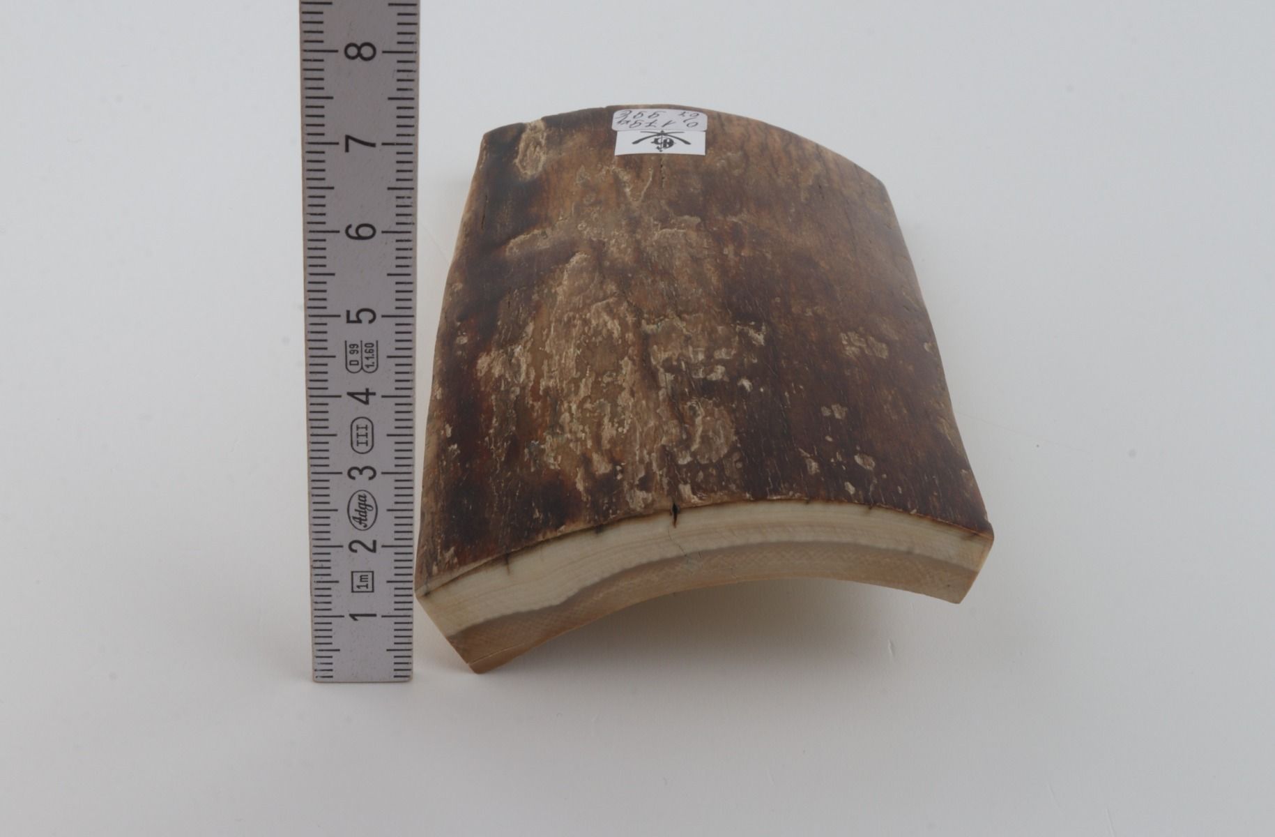 Brown mammoth bark