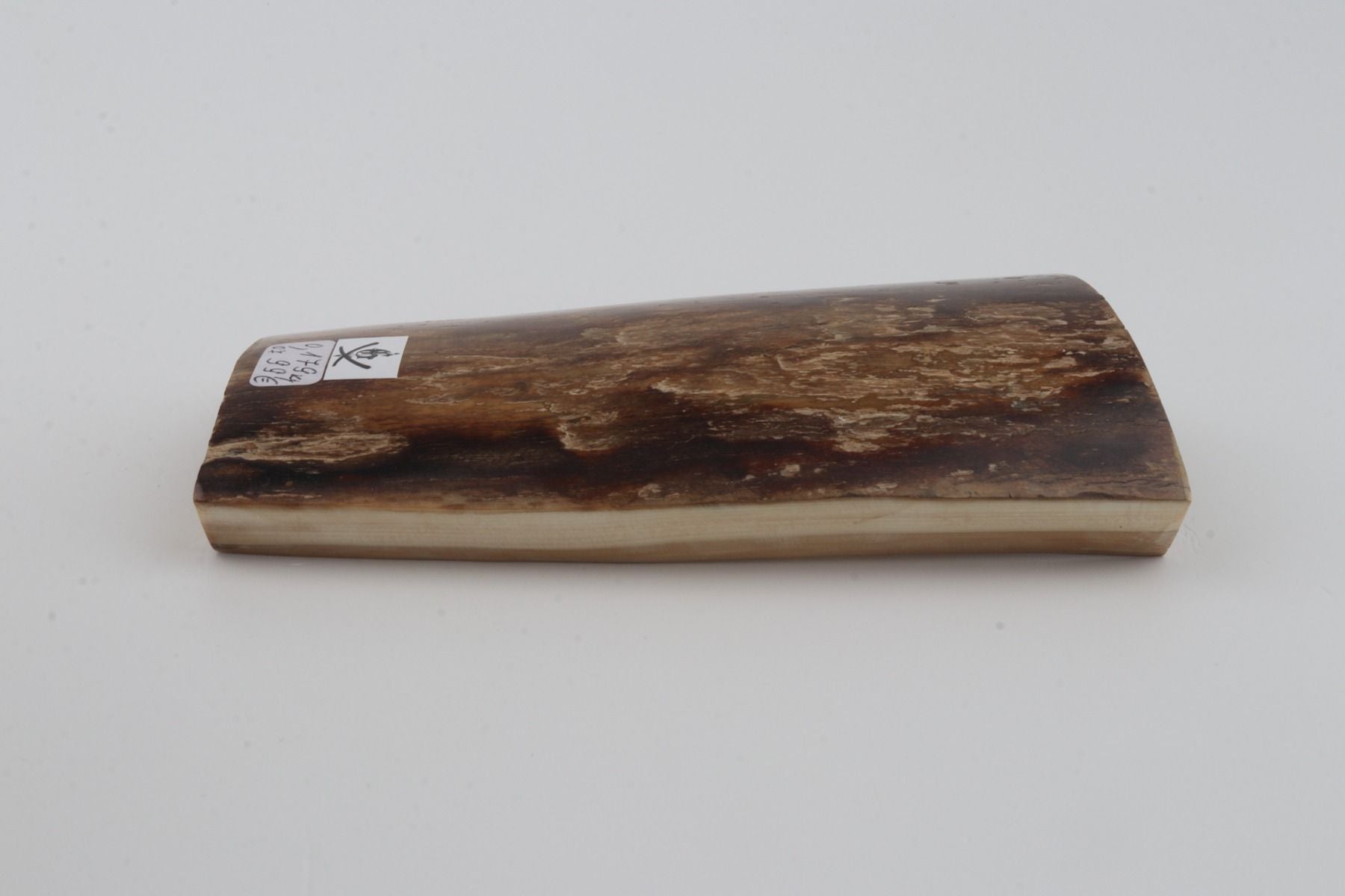Brown mammoth bark