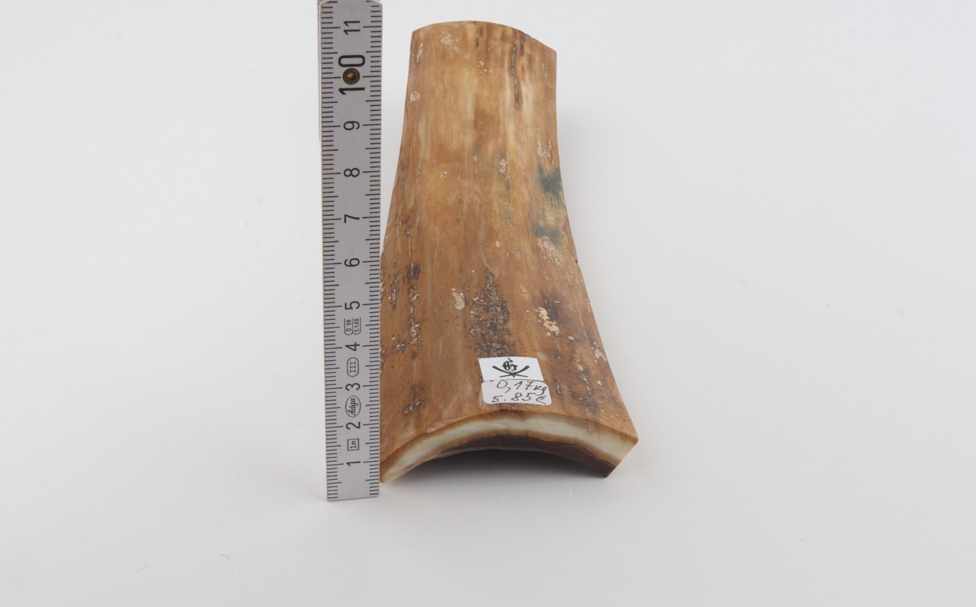 Beige mammoth bark
