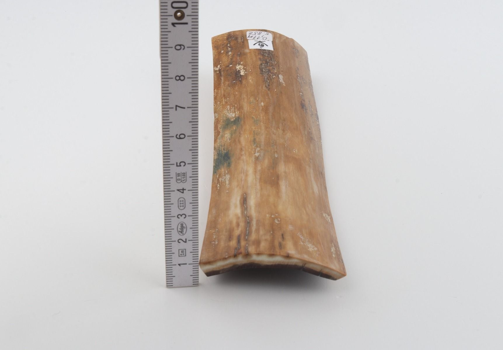 Beige mammoth bark