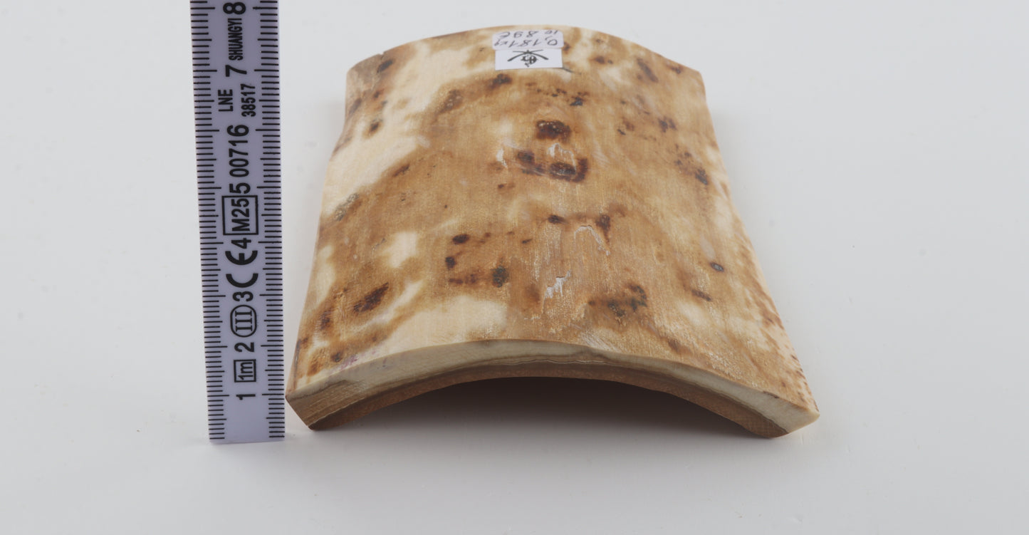 Creme-white mammoth bark