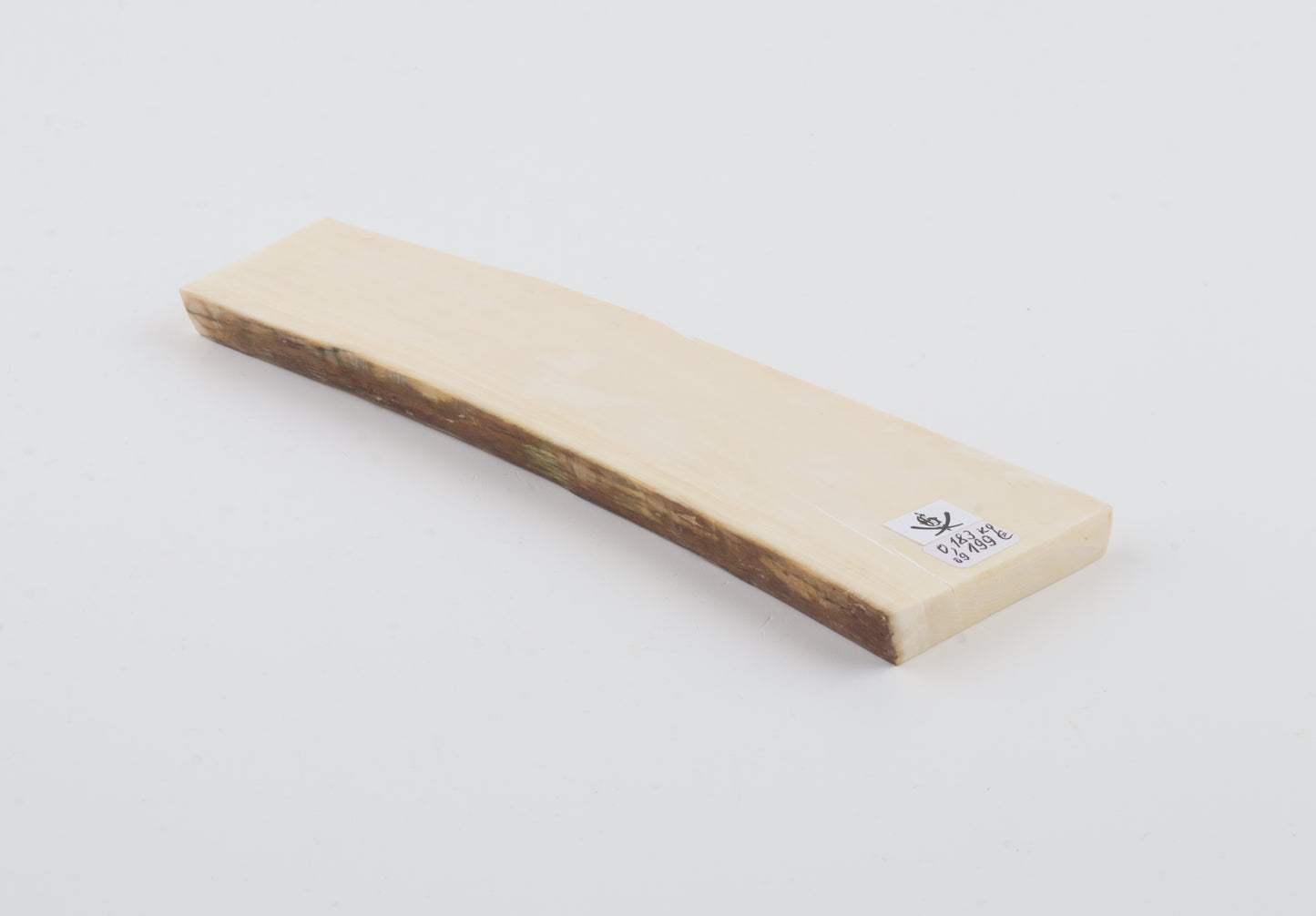 White mammoth ivory segment