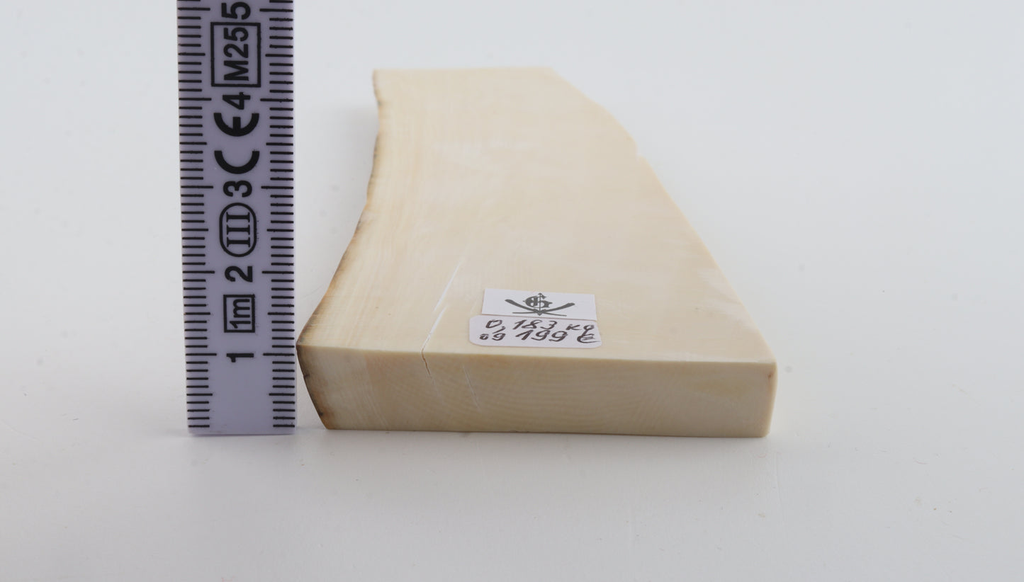 White mammoth ivory segment