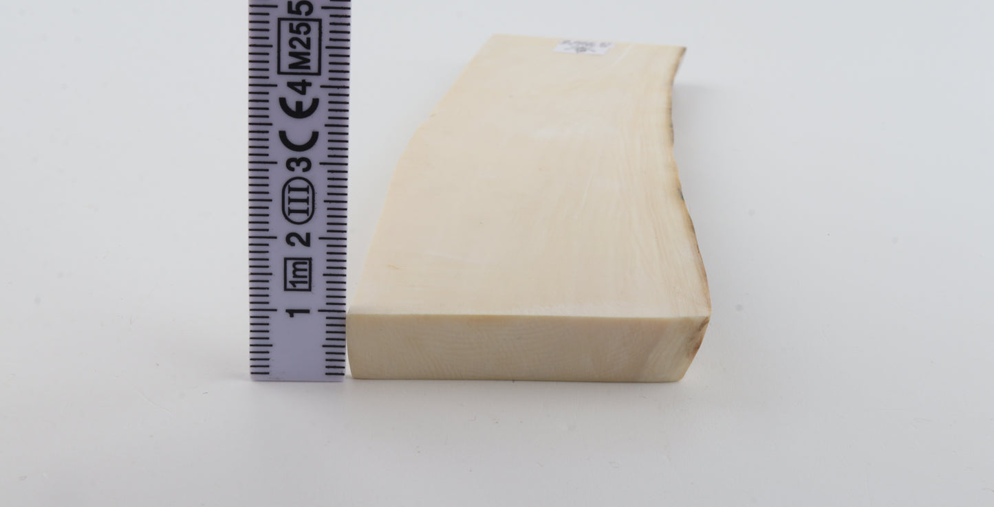 White mammoth ivory segment