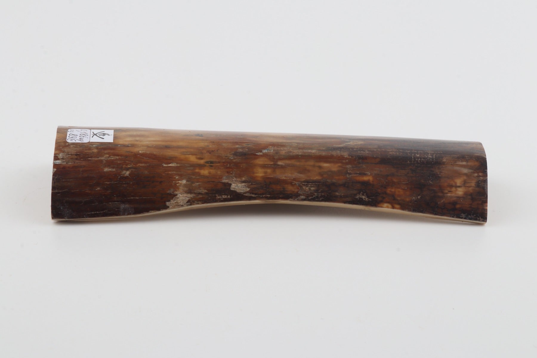 Brown-beige mammoth bark