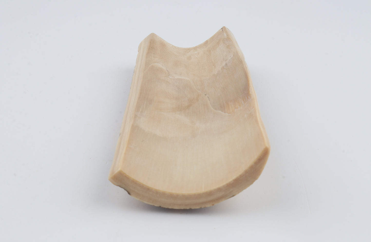 White-brown mammoth bark