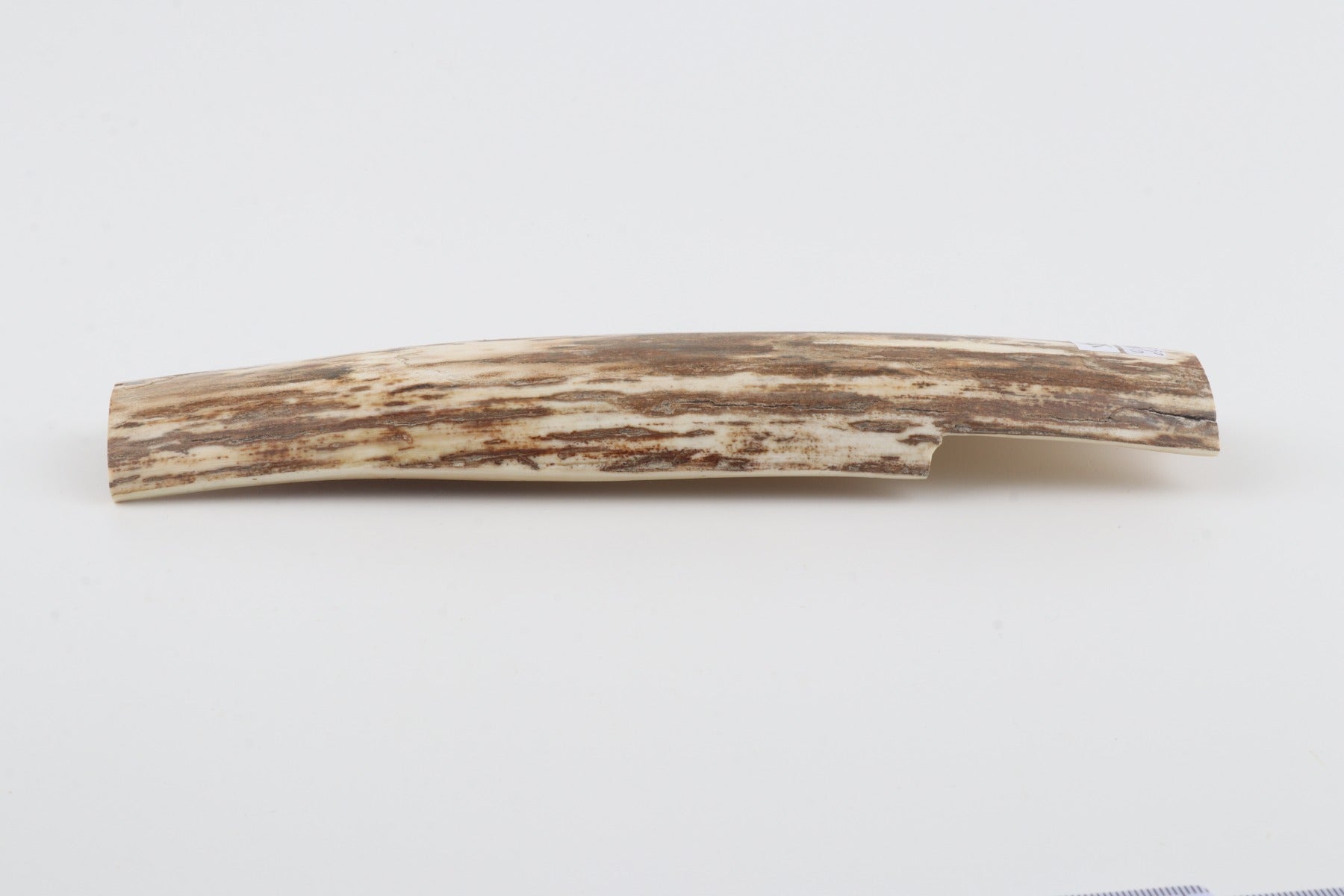 Beige-white mammoth bark