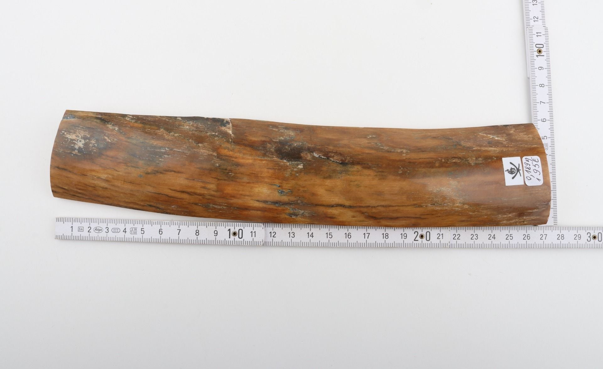 Beige mammoth bark
