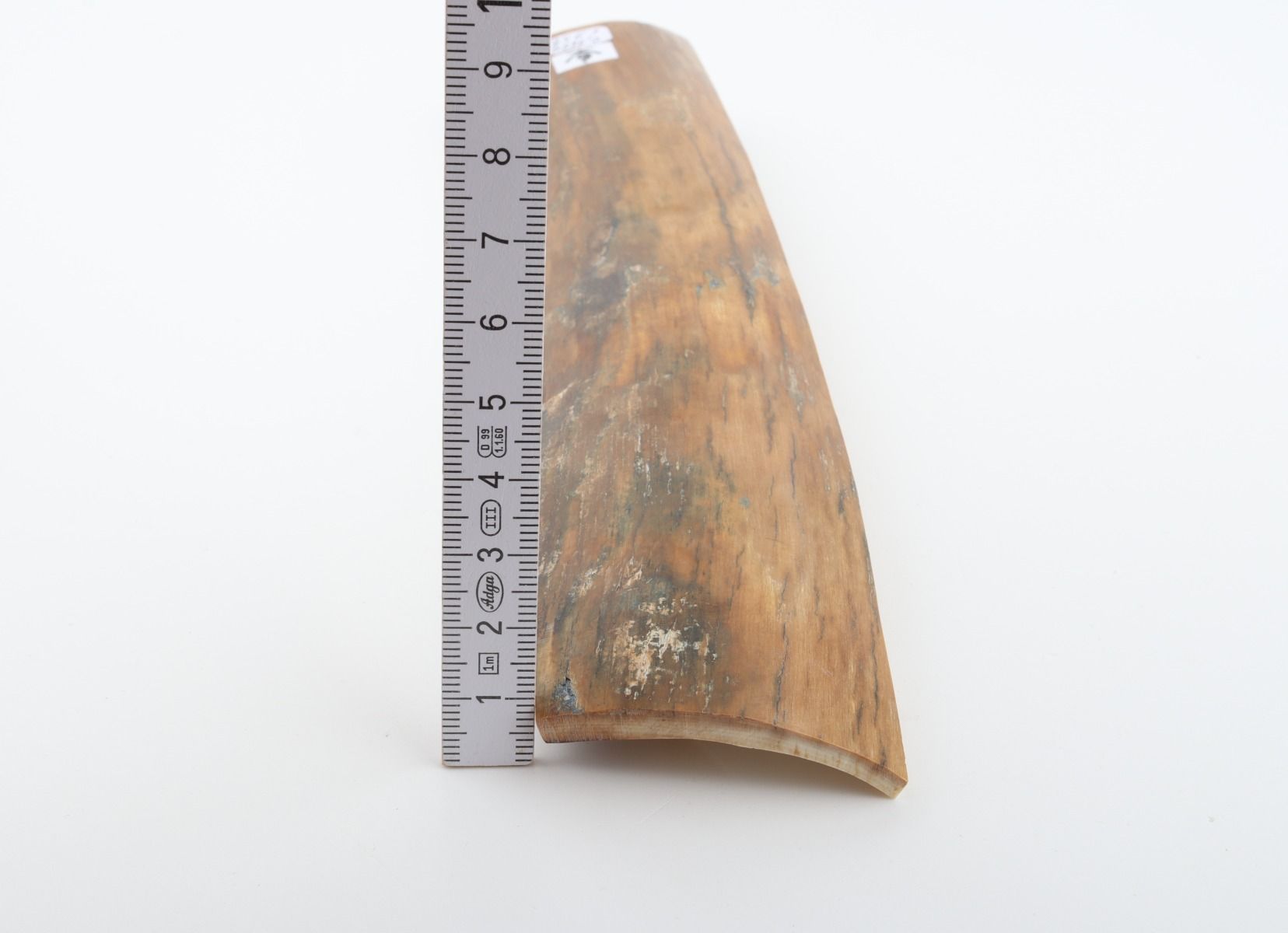 Beige mammoth bark