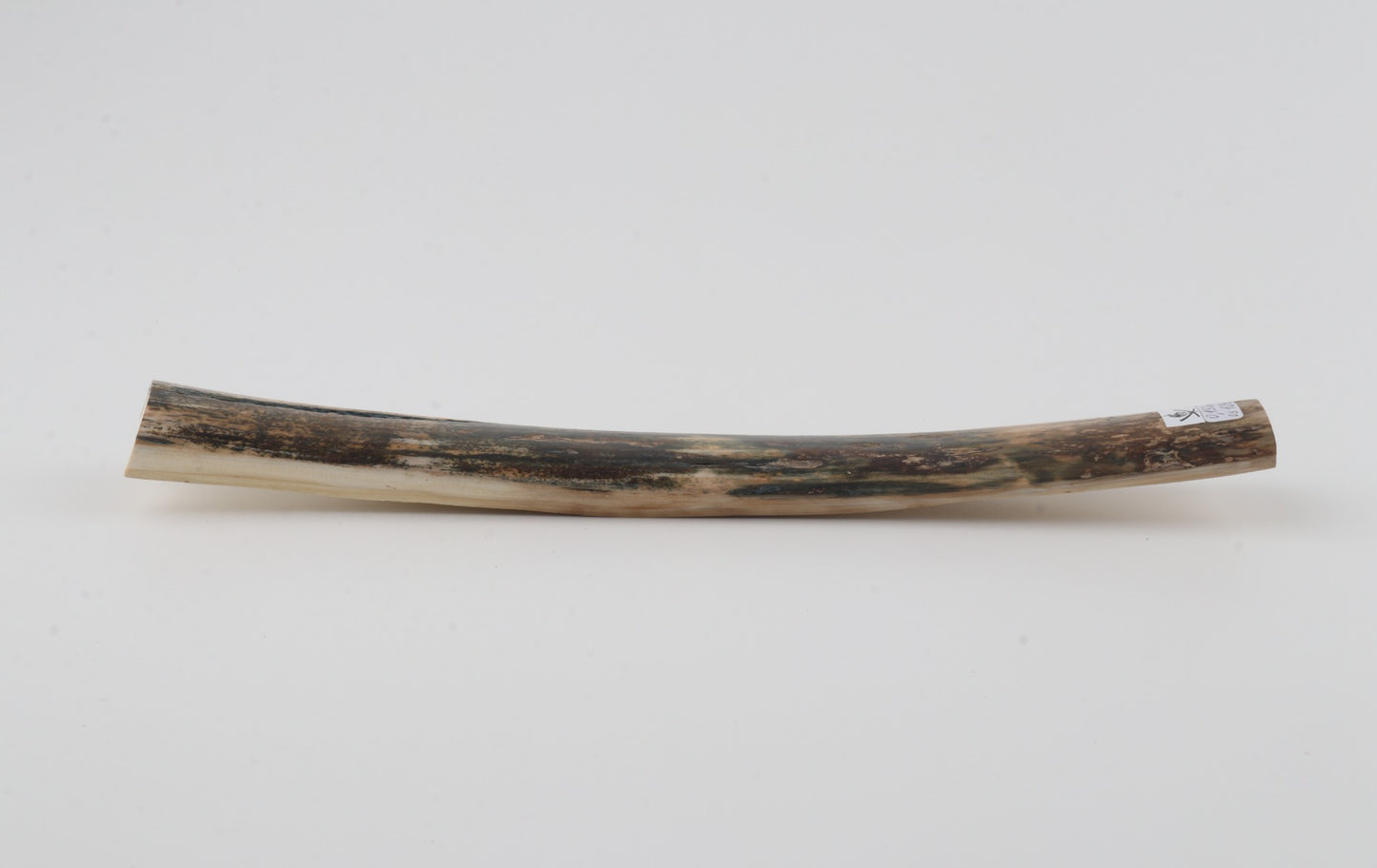 Natural woolly mammoth bark