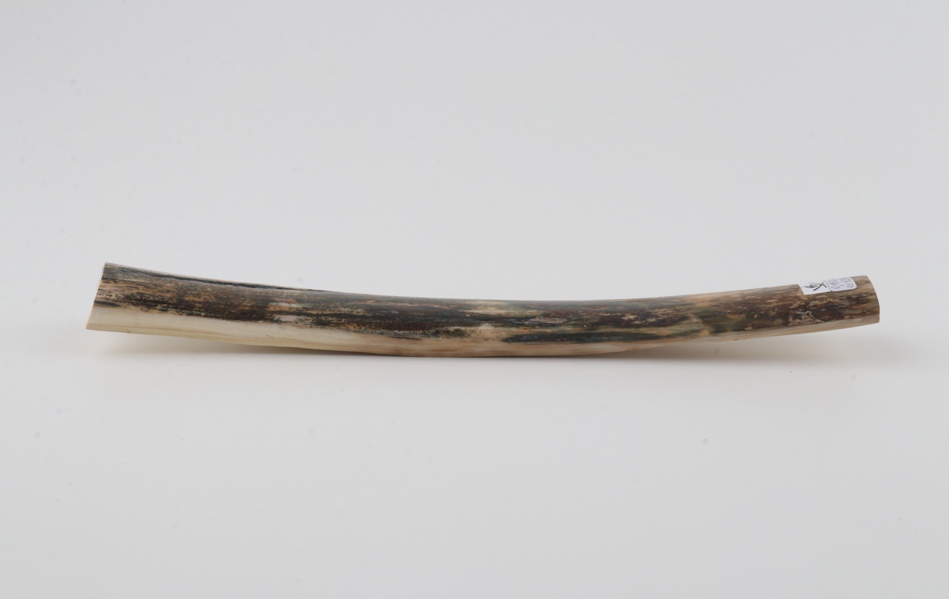 Natural woolly mammoth bark
