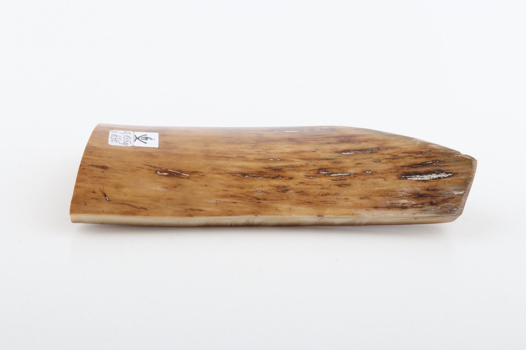Beige mammoth bark