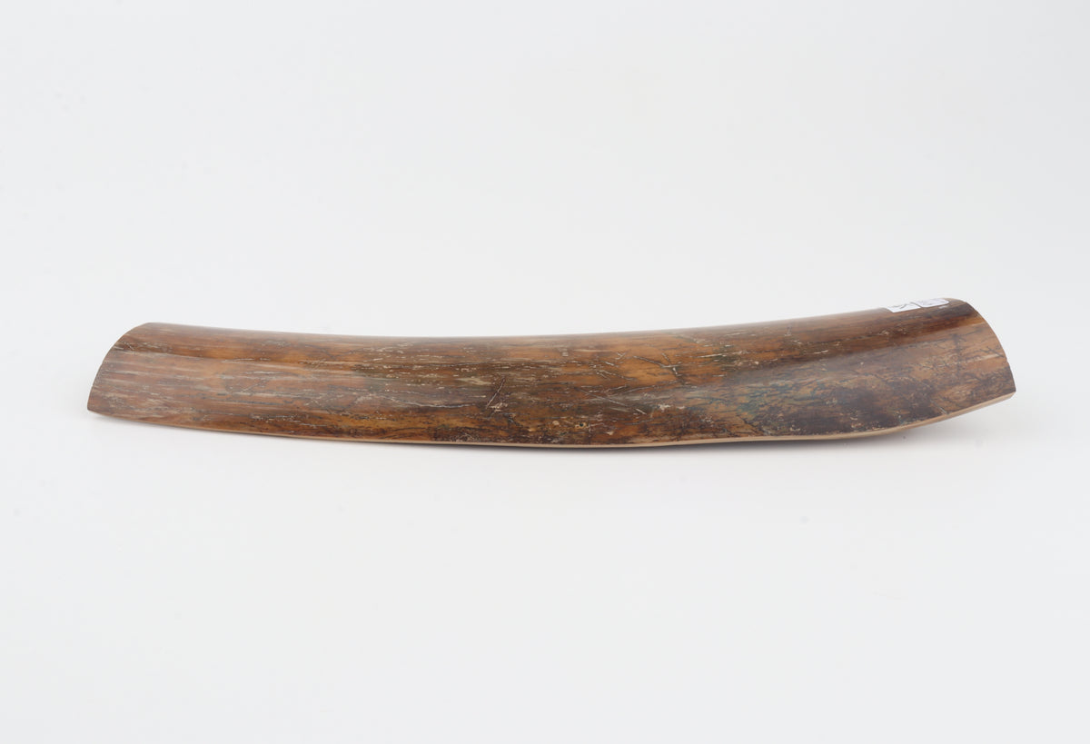 Brown-caramel mammoth bark