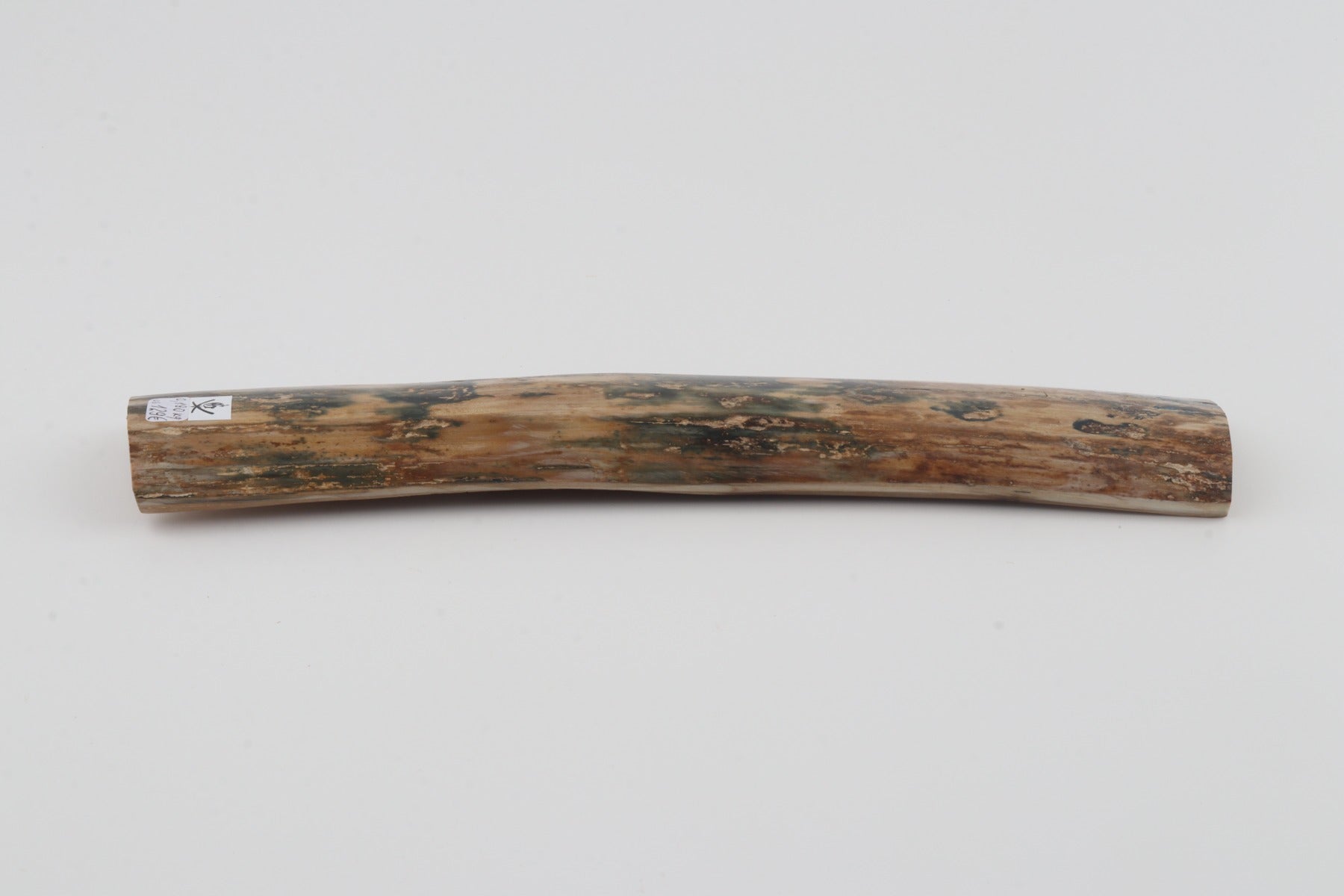 Beige-blue mammoth bark