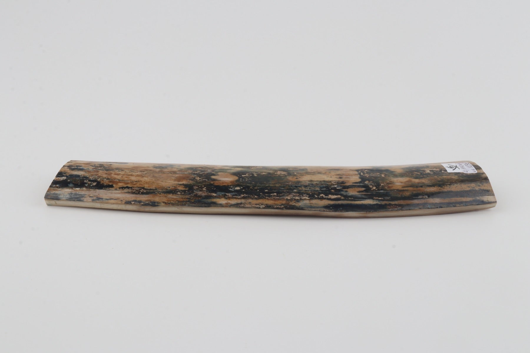 Beige-blue mammoth bark
