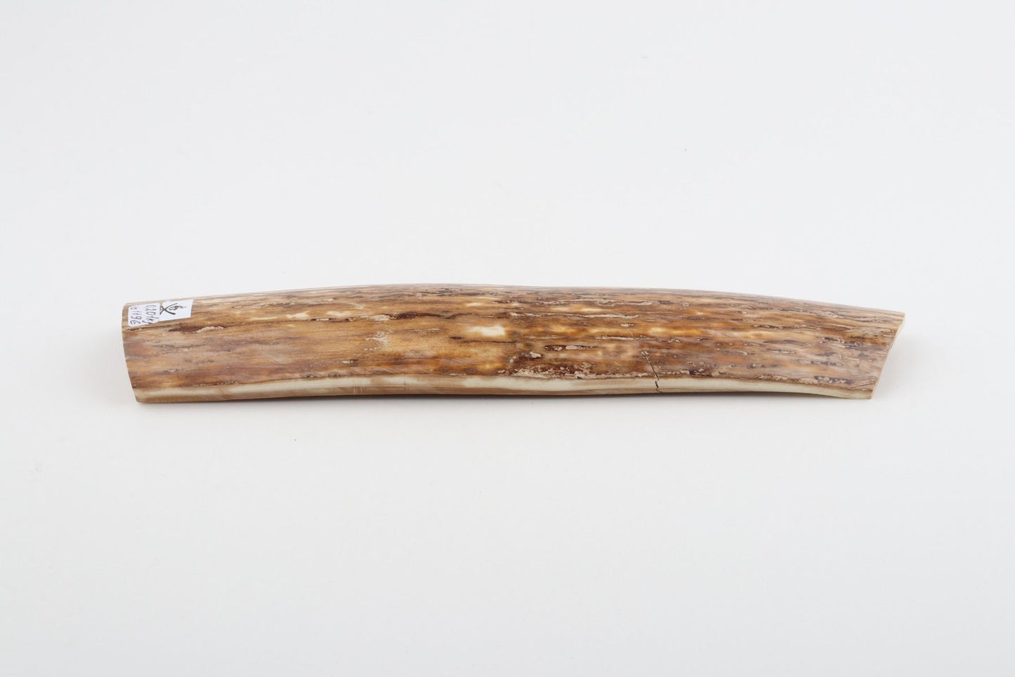 Beige mammoth bark