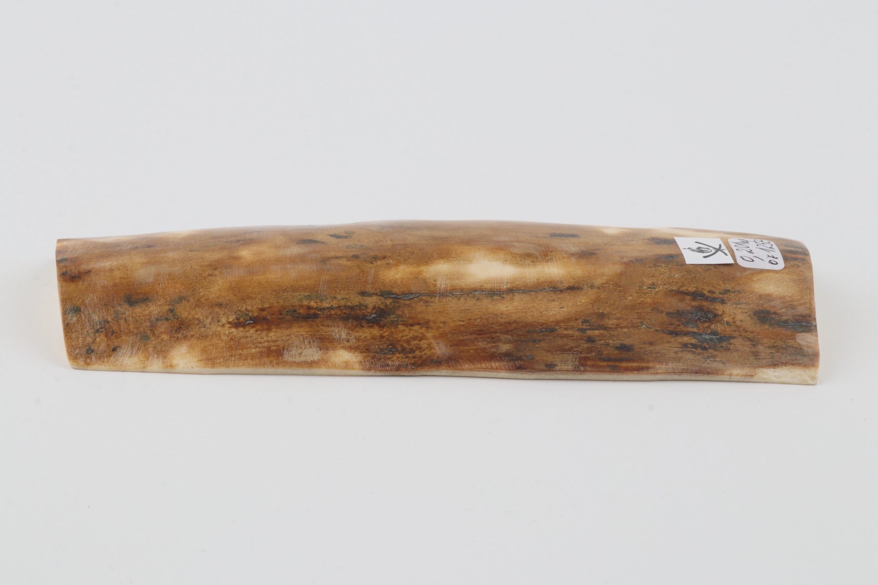 Beige mammoth bark