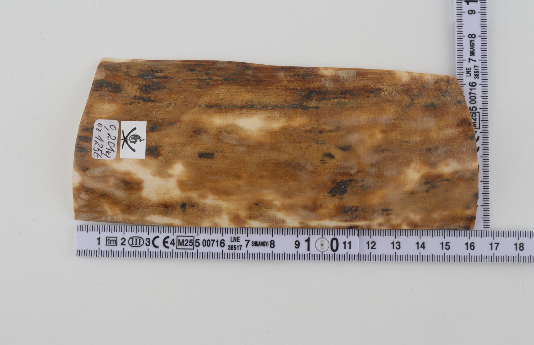 Beige mammoth bark
