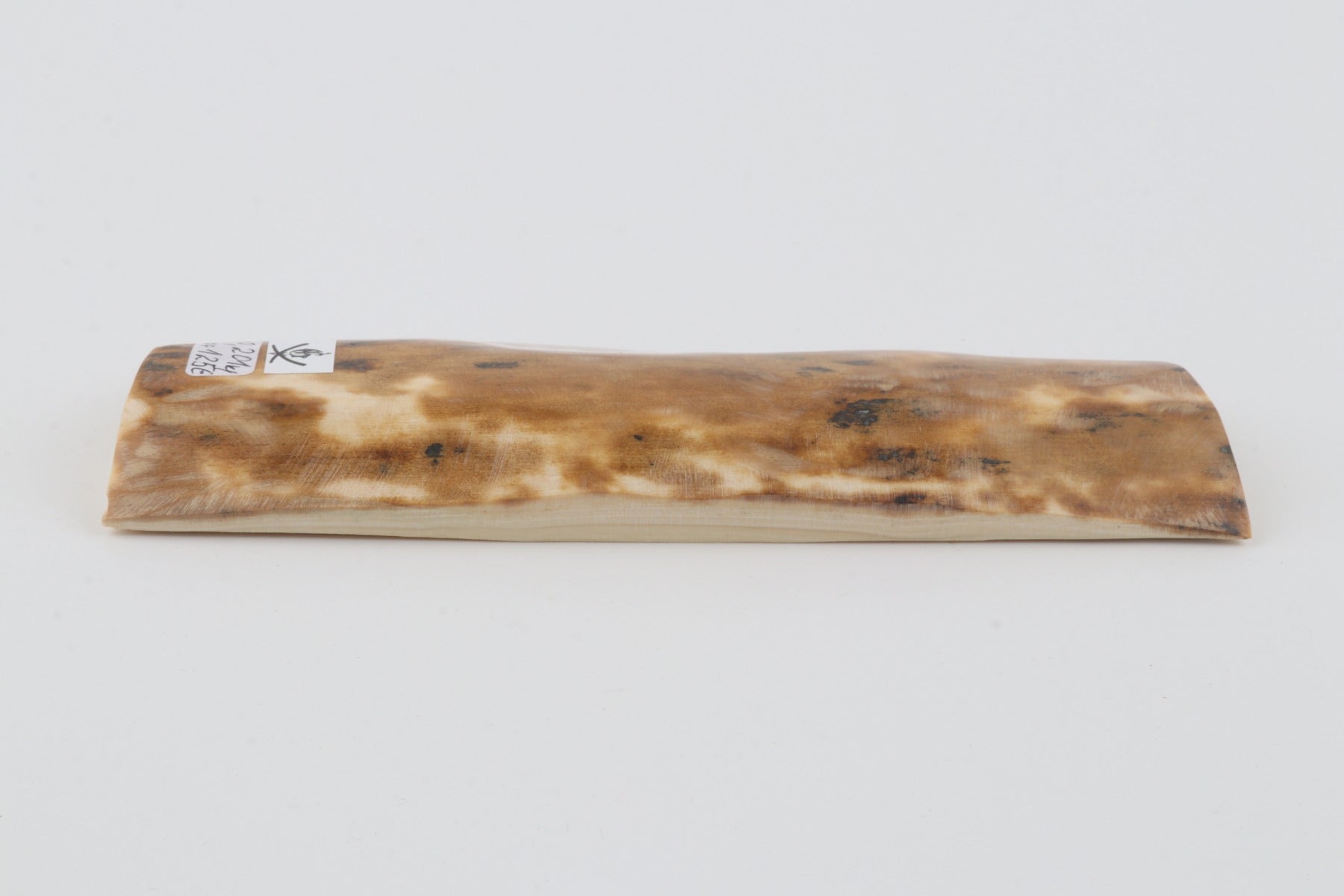 Beige mammoth bark