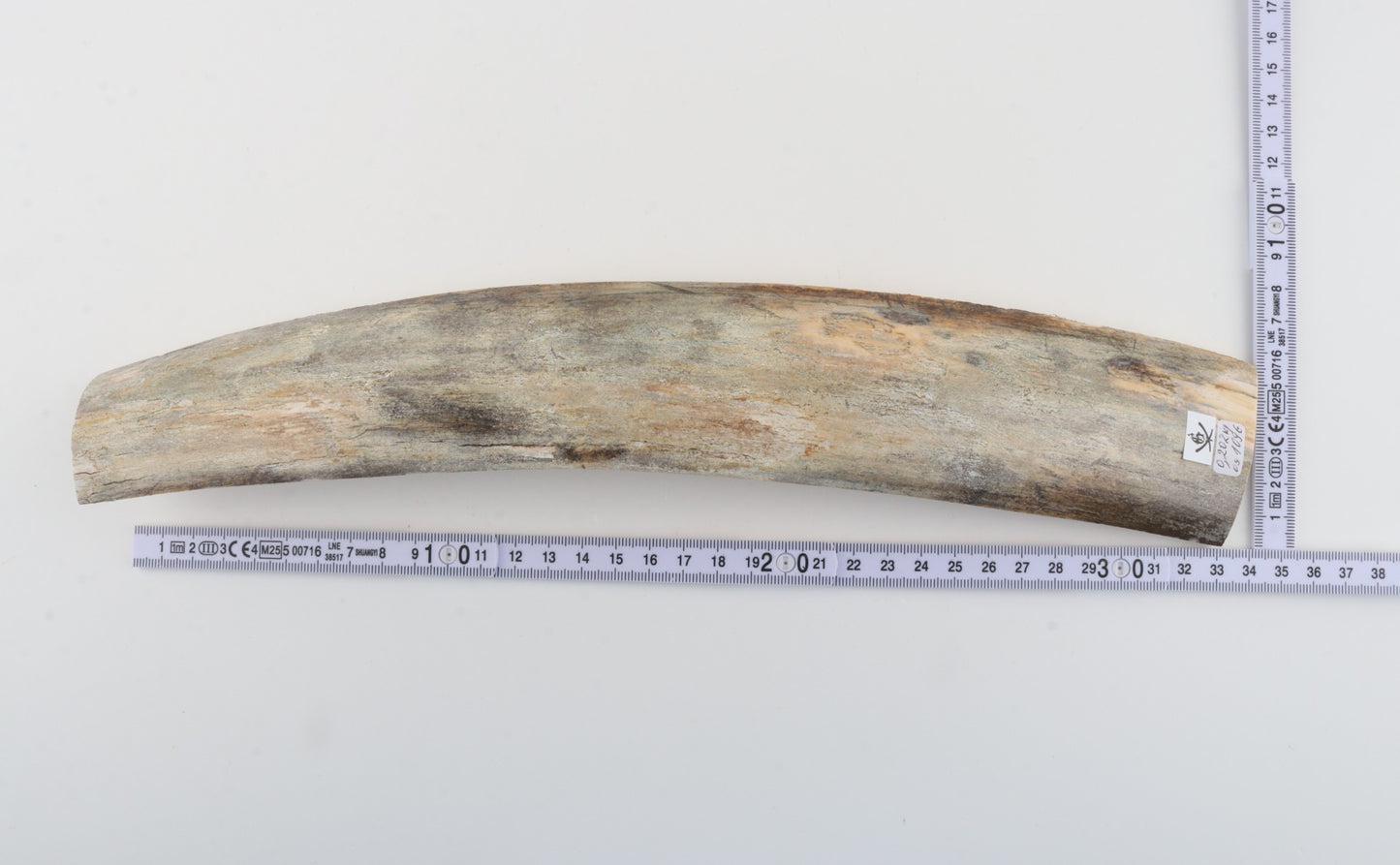 Grey mammoth bark