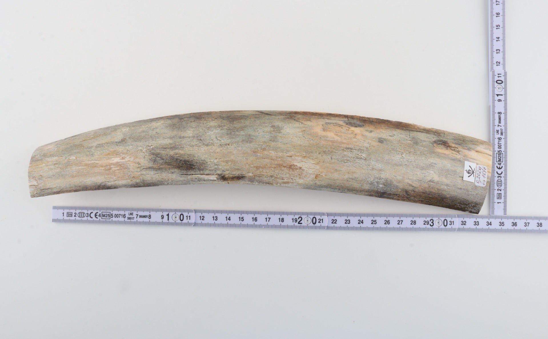 Grey mammoth bark