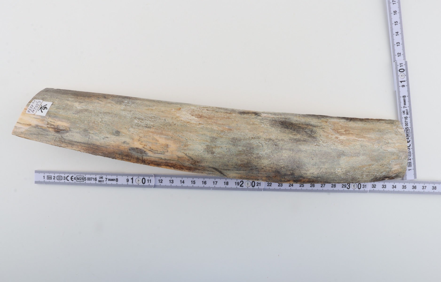 Grey mammoth bark