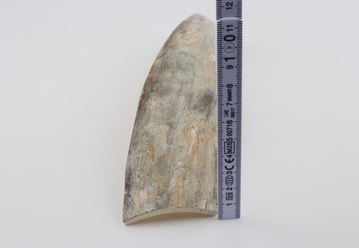 Grey mammoth bark