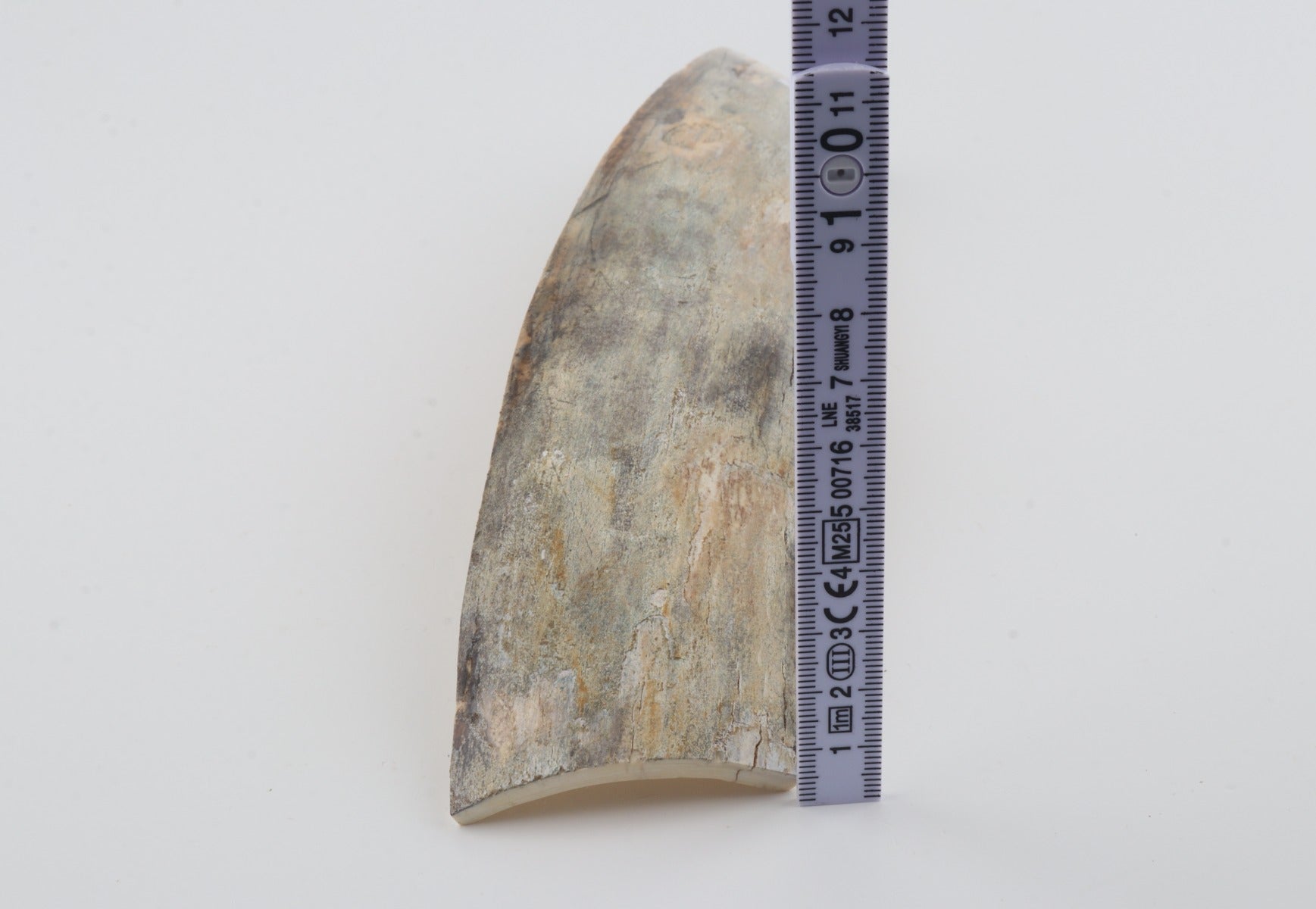 Grey mammoth bark