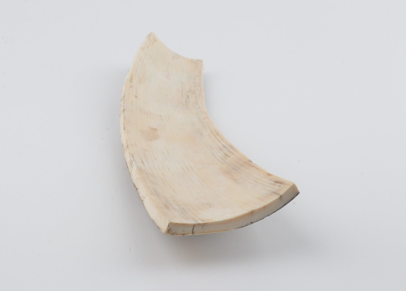 Grey mammoth bark