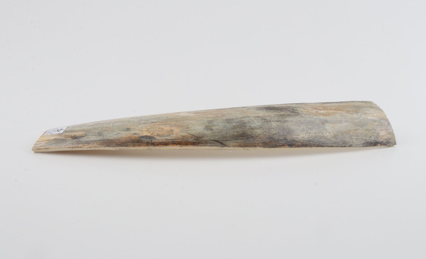 Grey mammoth bark
