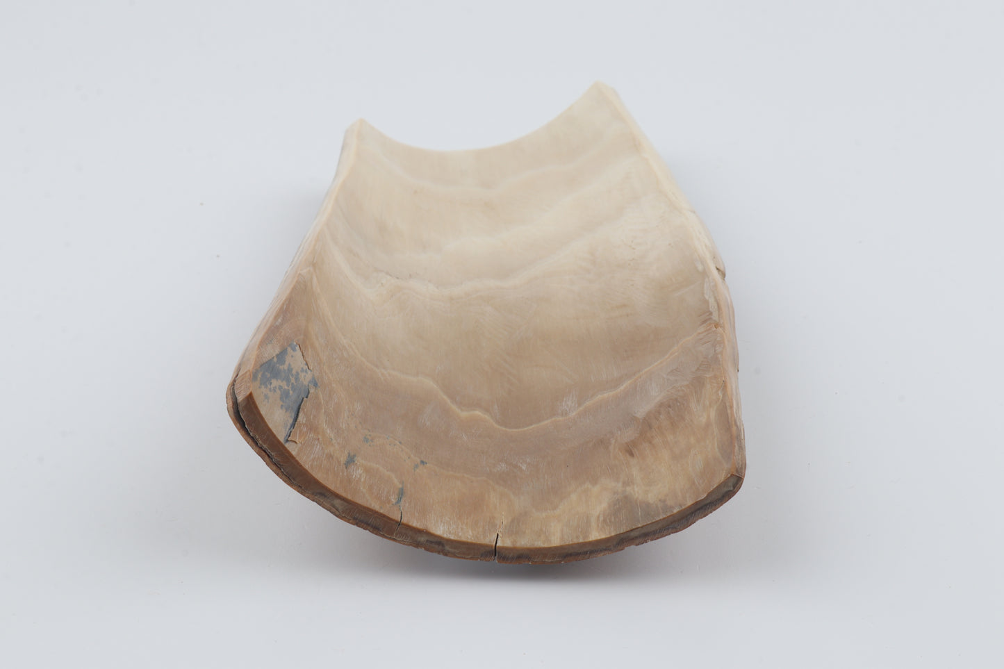 Brown-green mammoth bark