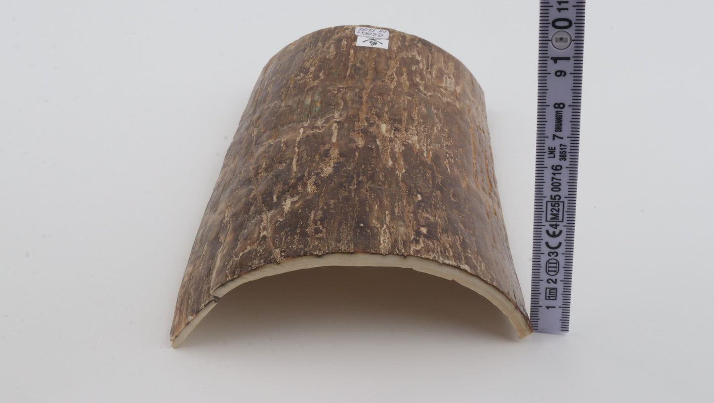 Beige mammoth bark