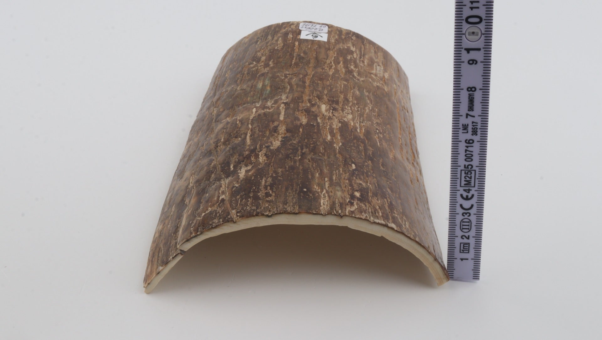 Beige mammoth bark