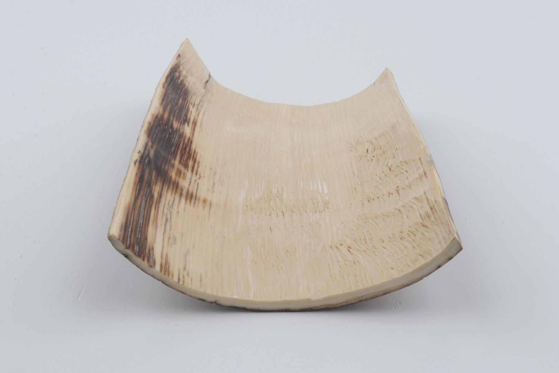 Beige mammoth bark