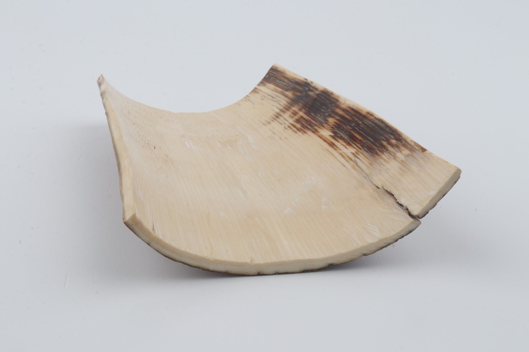 Beige mammoth bark