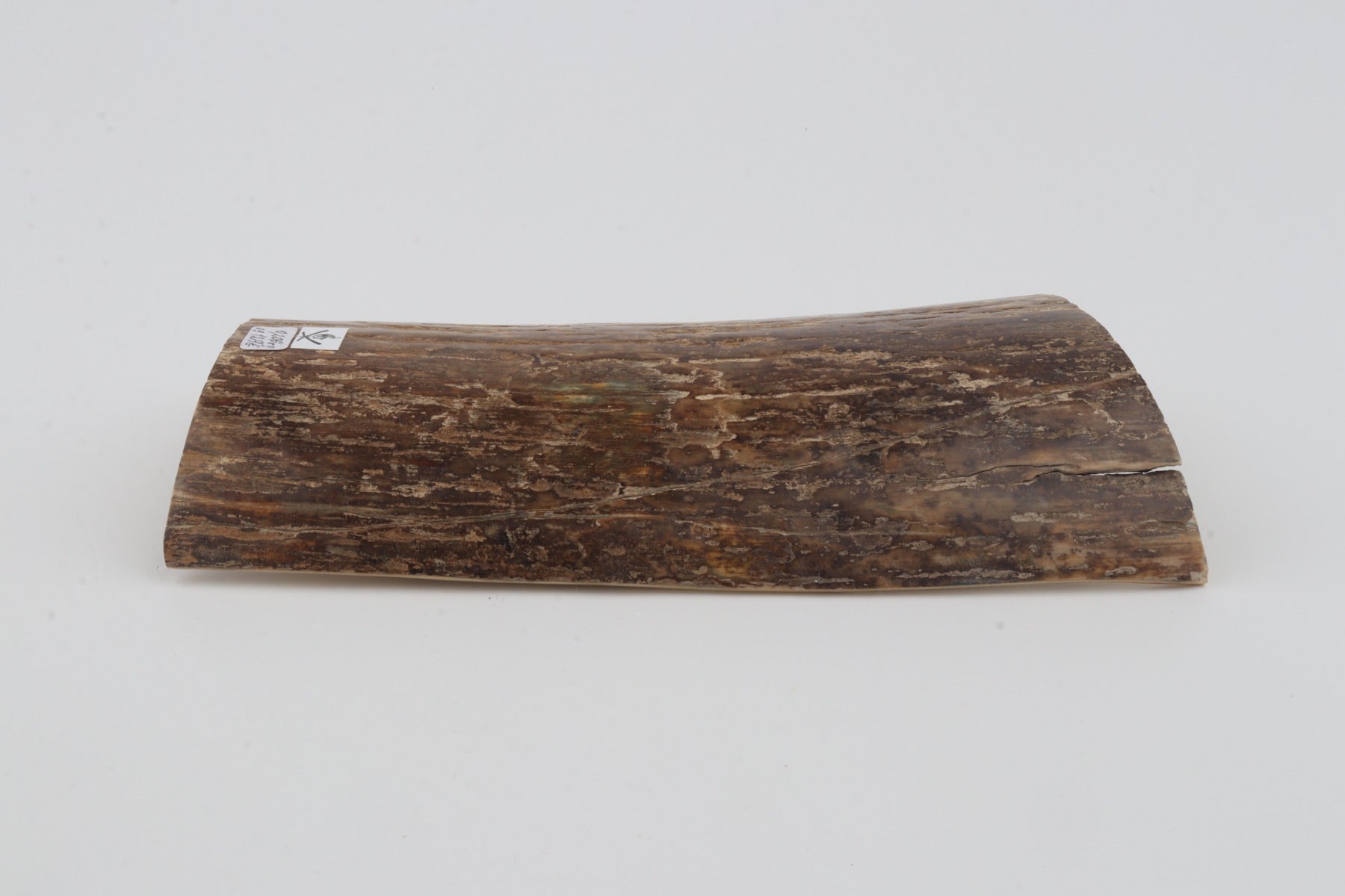 Beige mammoth bark