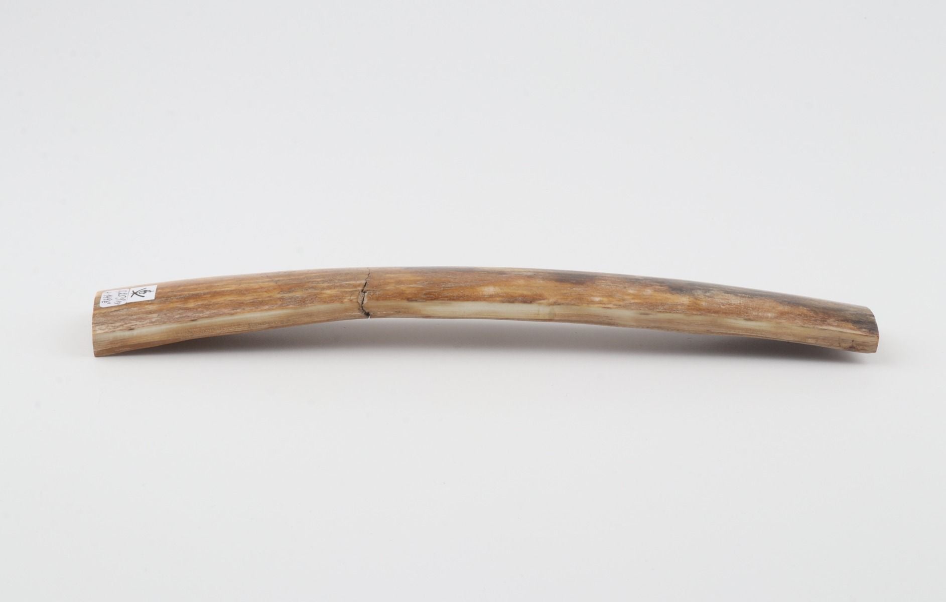 Natural woolly mammoth bark