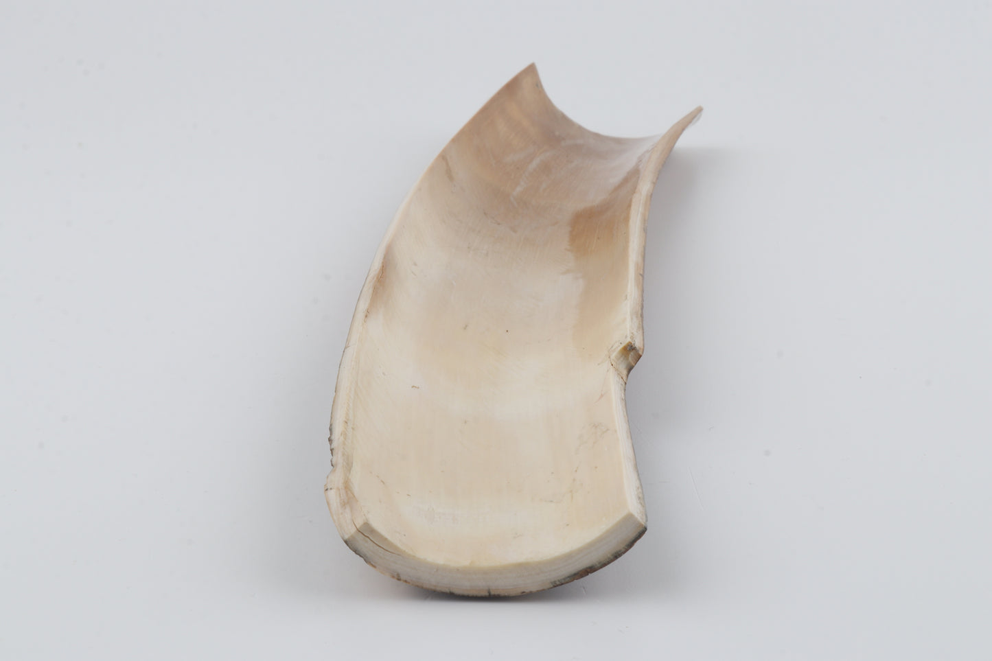 Brown-orange mammoth bark