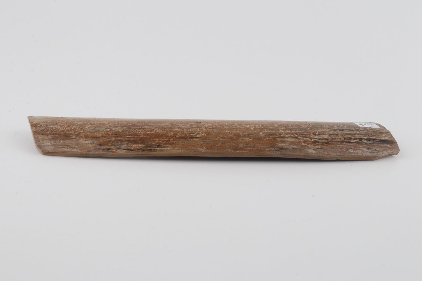 Beige mammoth bark
