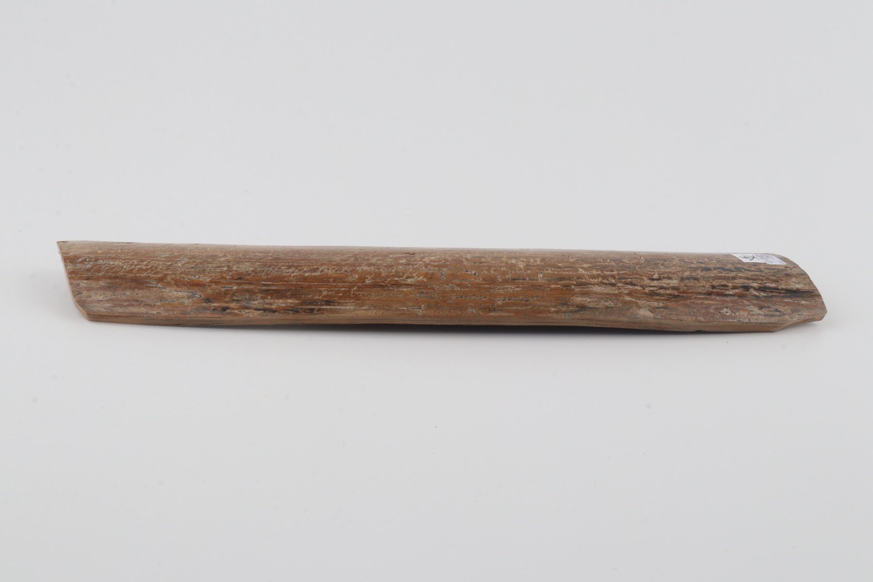 Beige mammoth bark